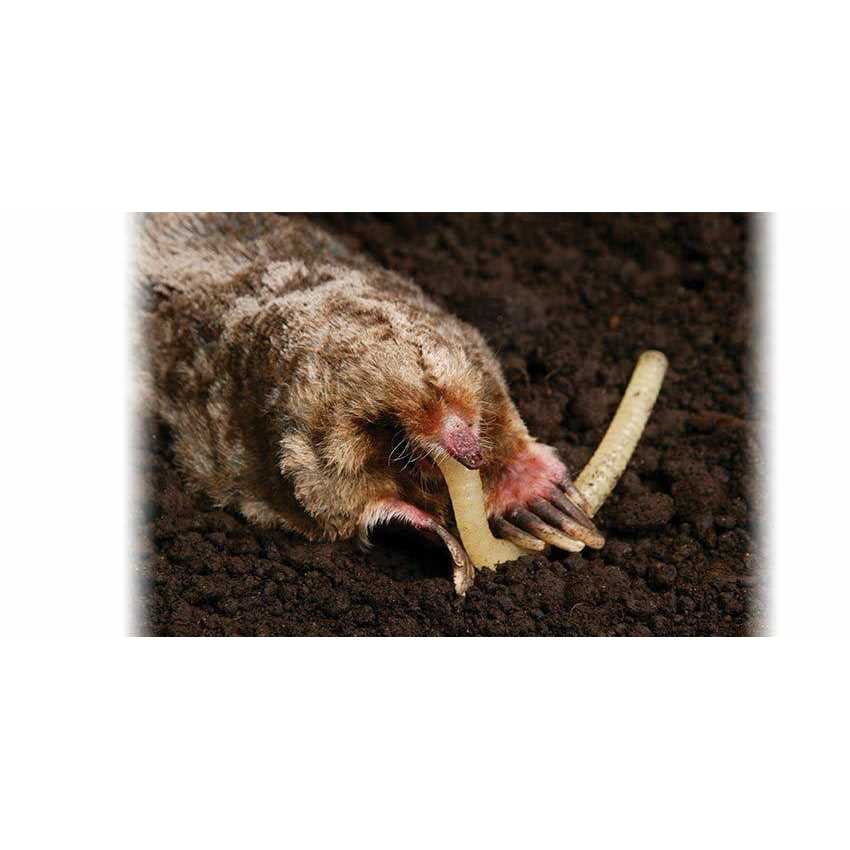 Talpirid Mole Bait - Image 3