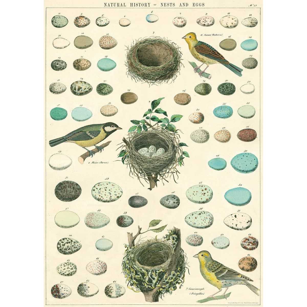 Cavallini & Co. Pasta Italiana Decorative Paper Food Chart Poster - Image 3