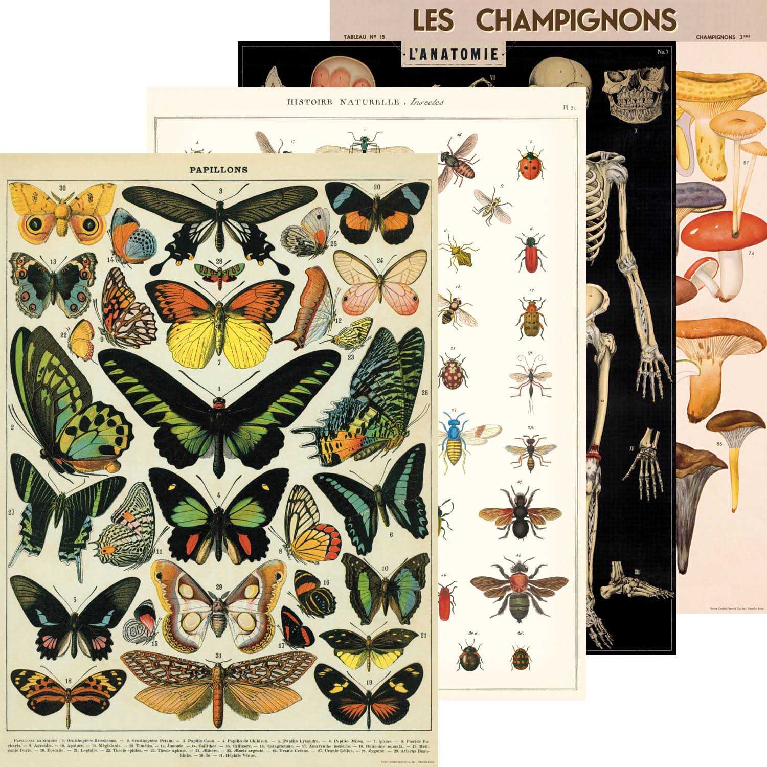 Cavallini & Co. Pasta Italiana Decorative Paper Food Chart Poster - Image 5