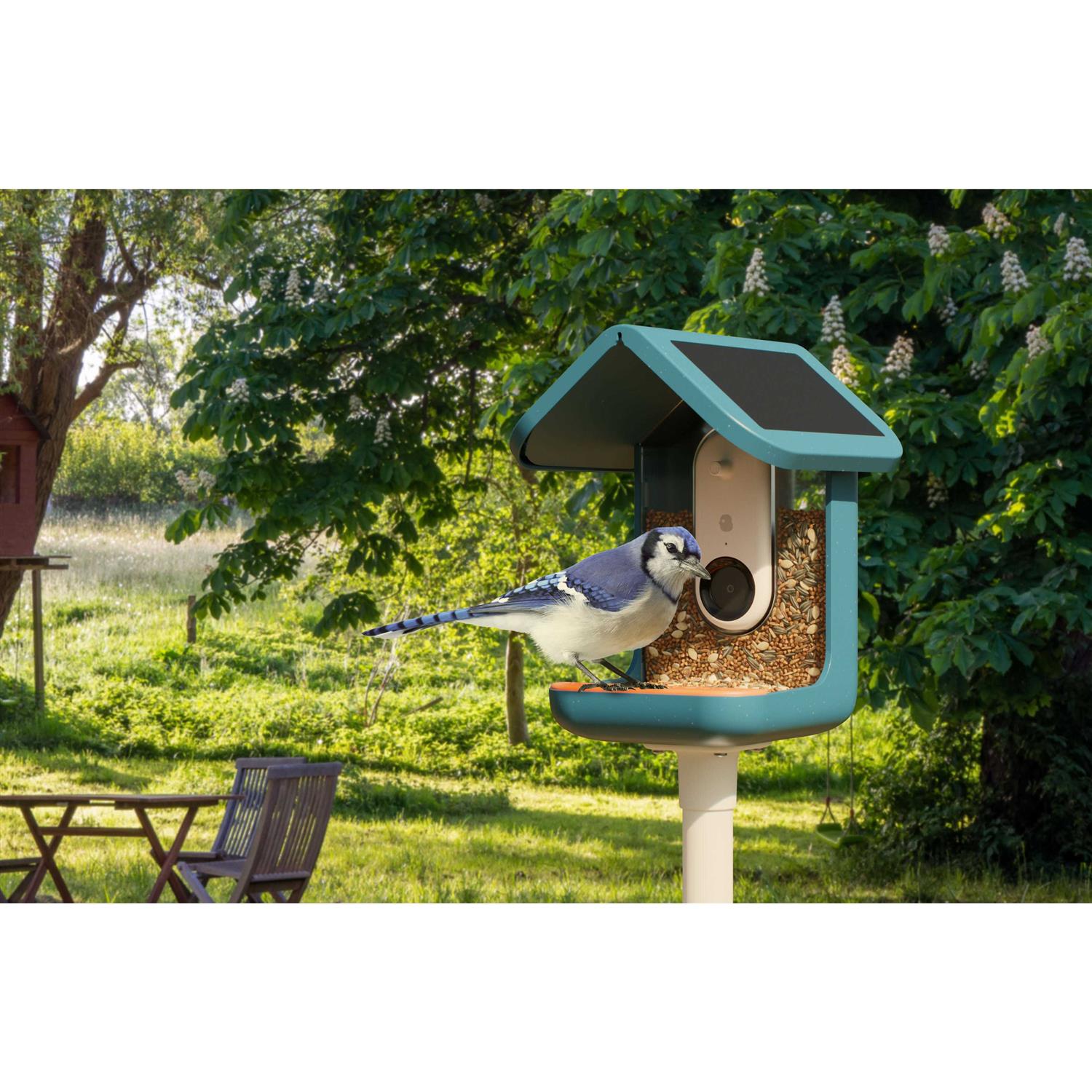Bird Buddy Smart Feeder with Solar Roof by Kyle Buzzard - Image 4